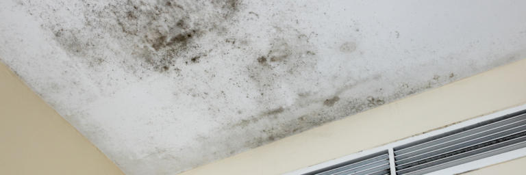 does home insurance cover mold