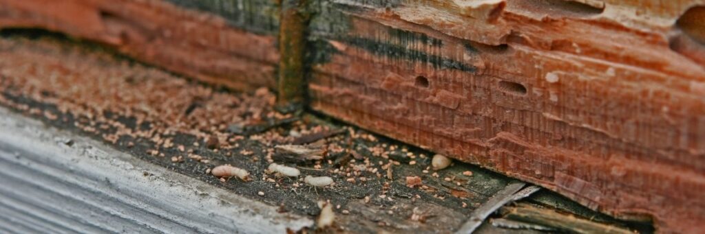 does home insurance cover termites